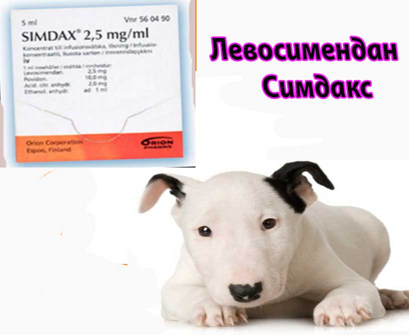 Инструкция к применению левосимендана (симдакса) в ветеринарной и гуманной медицине