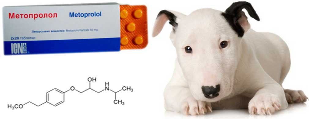 Инструкция к применению метопролола у человека, собак и кошек (фармакология, побочные эффекты, показания, противопоказания)