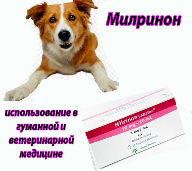 Инструкция к применению Милринона (Milrinone)в гуманной и ветеринарной медицине (отзывы, формула, использование собакам и кошкам)