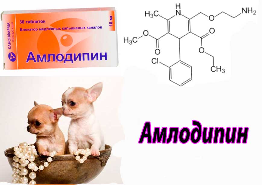 Инструкция по применению Амлодипина (Amlodipine): в медицине и ветеринарии