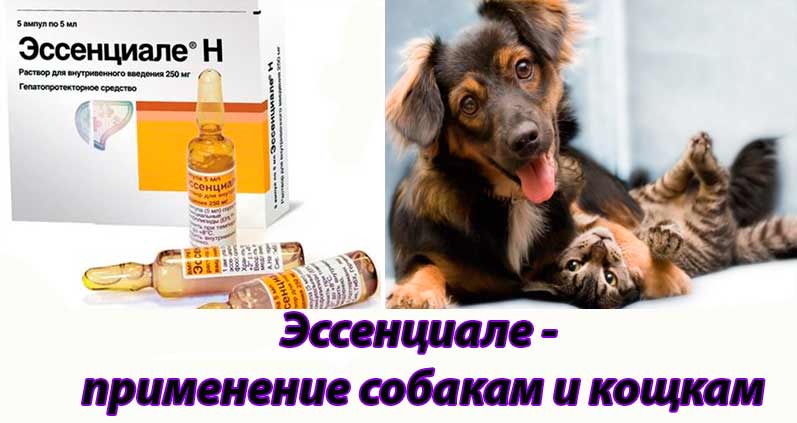 Инструкция по применению препарата Эссенциале Н (капсулы и ампулы)  у человека, собак и кошек