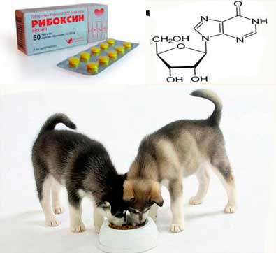 Инструкция по применению Рибоксина у человека, собак и кошек