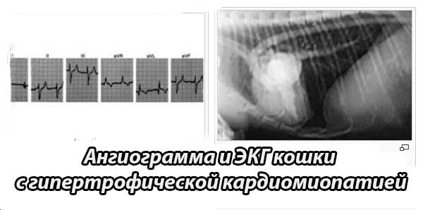 Ангиограмма кошки с гипертрофической кардиомиопатией