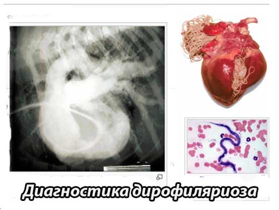 Диагностика дирофиляриоза (сердечных глистов)  Симптомы дирофиляриоза у собак и у других видов животных