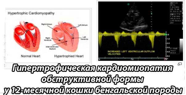 ГКМП. Гипертрофическая кардиомиопатия у кошек (распространение, этиология, патогенез, диагностика, лечение, профилактика, осложнения)