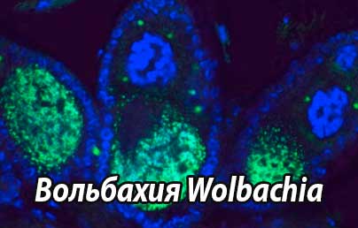 Микроорганизмы рода вольбахия Wolbachia – эндосимбионты дирофилярий