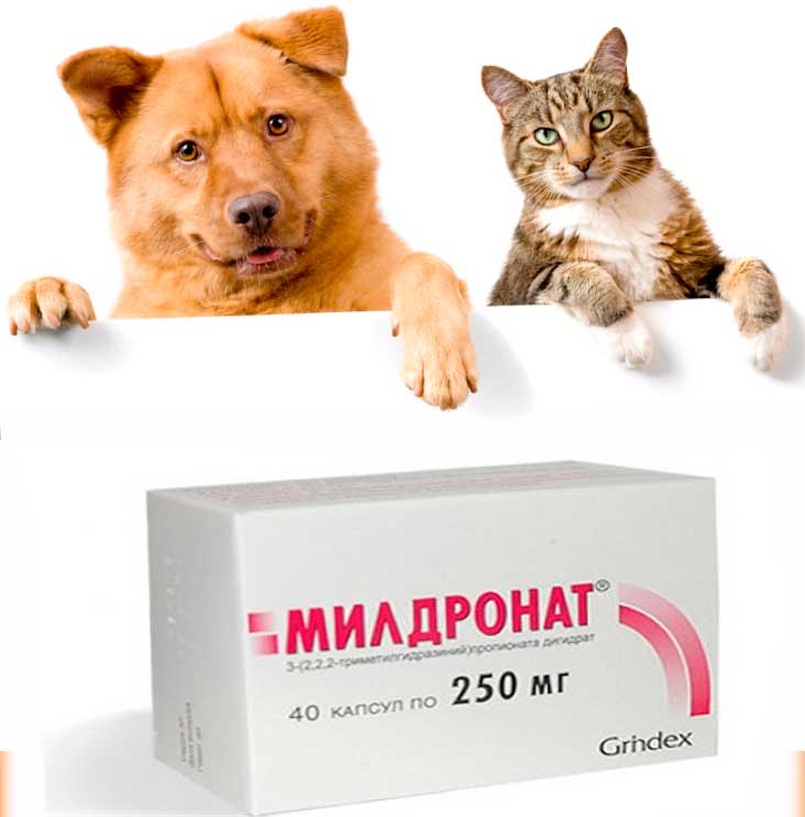 Милдронат 500 мг и 250 мг в ветеринарии и медицине – Мельдоний или Милдронат внутривенно