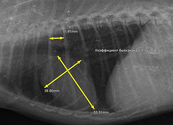 Пример вычисления коэффициента Бьюкенана у клинически здоровой собаки по рентгенограмме