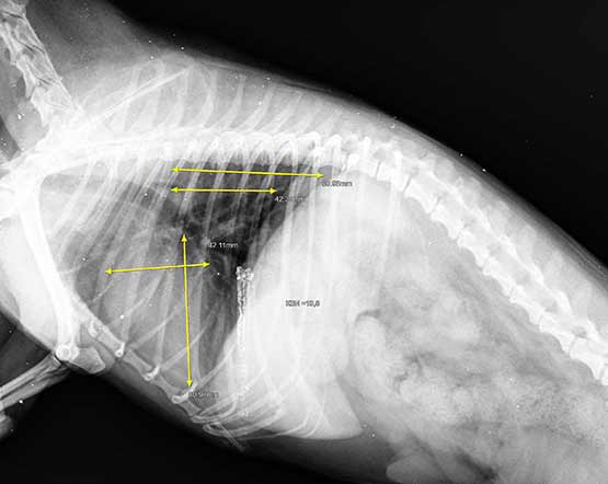 Пример вычисления показателя VHS у клинически здоровой собаки по рентгенограмме