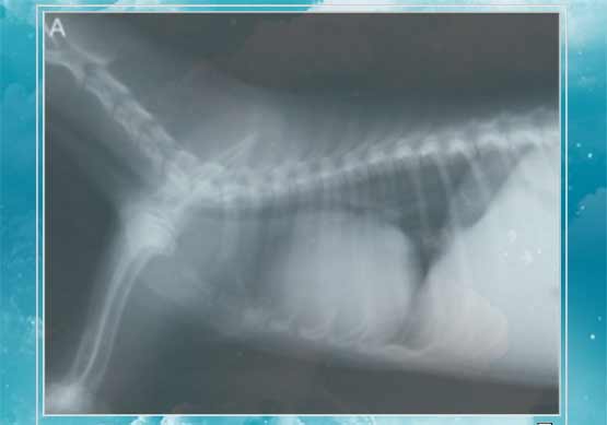 Рентгенограмма собаки с аномалией Эбштейна