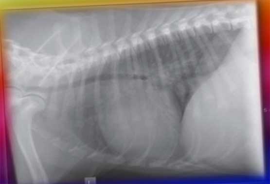 Рентгенограмма собаки, больной атриовентрикулярной мышечной дистрофией