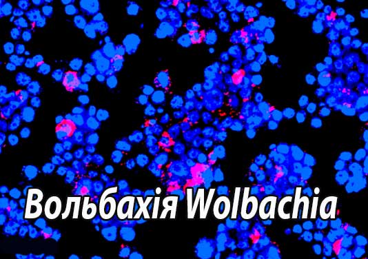 Вольбахія Wolbachia - ендосимбіоти філярій