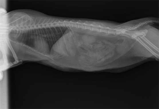 Особенности торакального рентгенографического исследования кота с ожирением. Ложное увеличение сердечной тени, размытие краниального кардиального силуэта