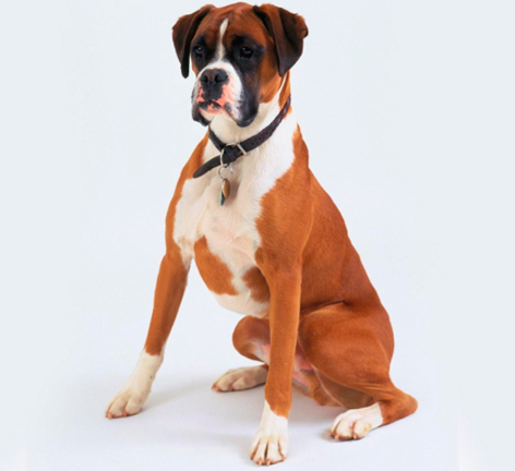 Аритмогенная правожелудочковая кардиомиопатия у собак