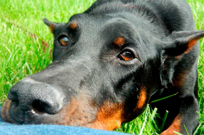 Этиология дилатационной кардиомиопатии у собак