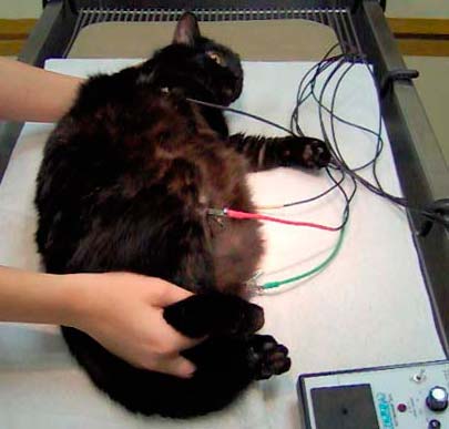 Можливості застосування методу електрокардіографії у ветеринарній кардіології