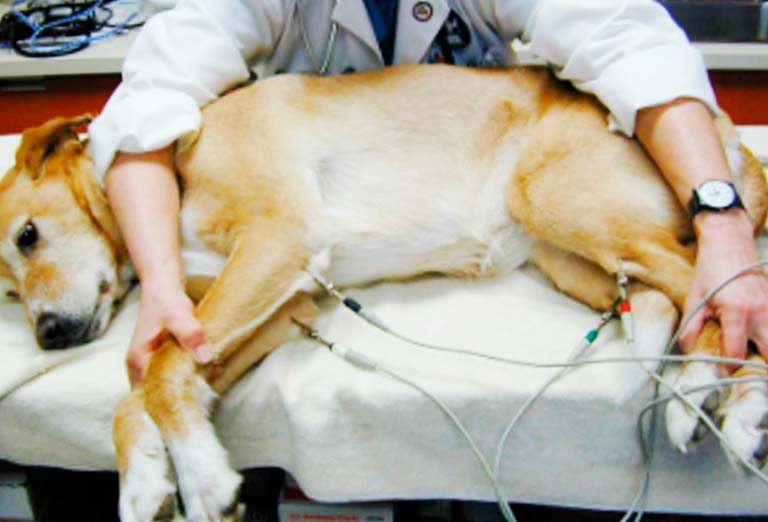 Метод электрокардиографии в ветеринарной кардиологии
