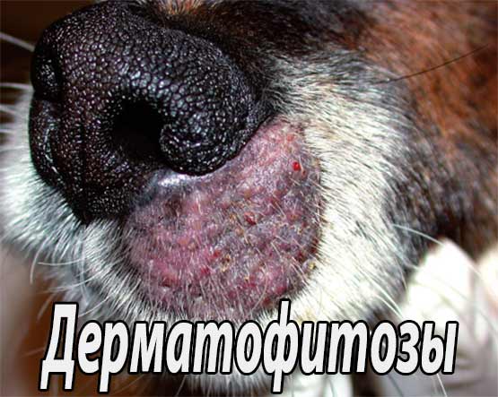 Дерматофитозы кошек и собак