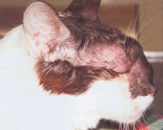 Криптококкоз кошек и собак: патогенез, диагностика, лечение