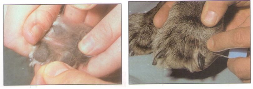 Мазки отпечатки кожи у кошек и собак 