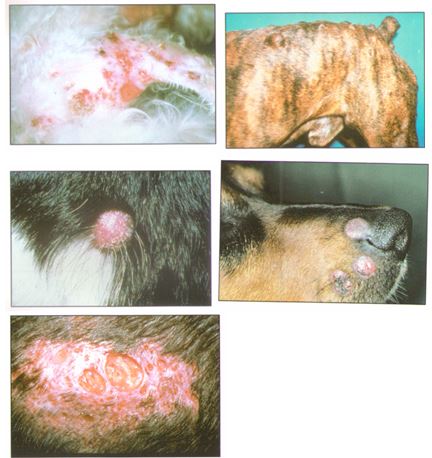 Узлы на коже у собаки (диагностический и терапевтический подход)
