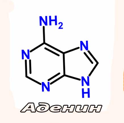 Аденин (6- аминопурин)