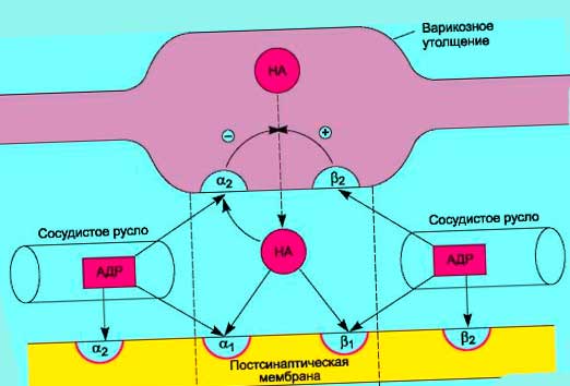 Адренорецепторы (норадреналин и адреналин)