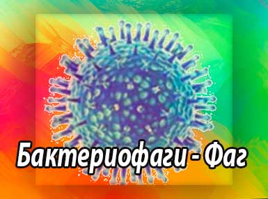 Бактериофаги - Фаг
