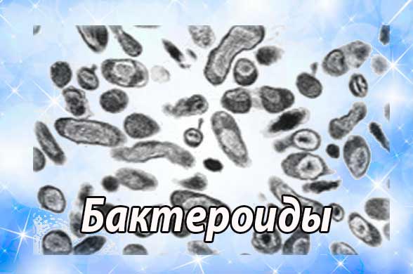 Бактероиды (Bacteroidaceae)