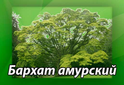 Бархат амурский (фото, ягода, лекарственное растение, лечебные свойства)