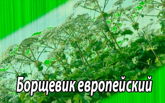Борщевик европейский (фото, лекарственные, ядовитые, биологические свойства растения) Чем опасен борщевик?