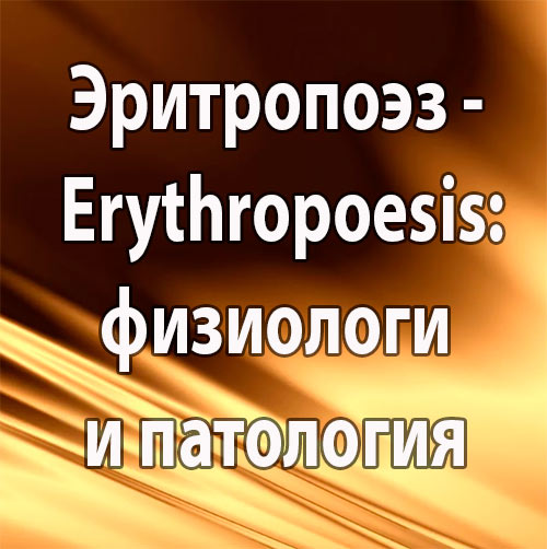 Эритропоэз - Erythropoesis  (общие сведения, физиология и патология)