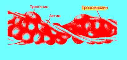 Актиновый, тропониновый и тропомиозиновый комплекс