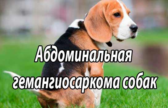Абдоминальная гемангиосаркома собак (этиология, симптомы, диагностика, лечение)