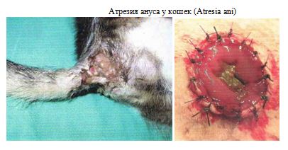 Атрезия ануса у кошек (Atresia ani)