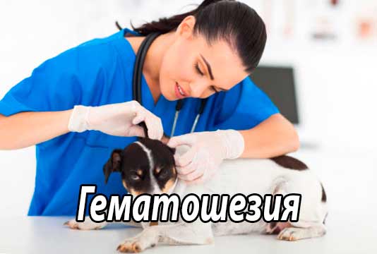 Гематошезия собак и кошек (общие сведения)