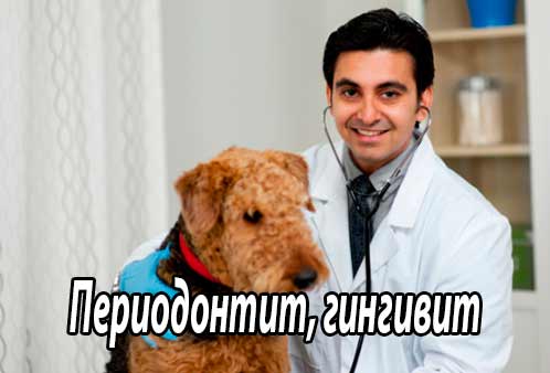 Периодонтит, гингивит,  собак и кошек (этиология, клинические признаки, диагностика и лечение)