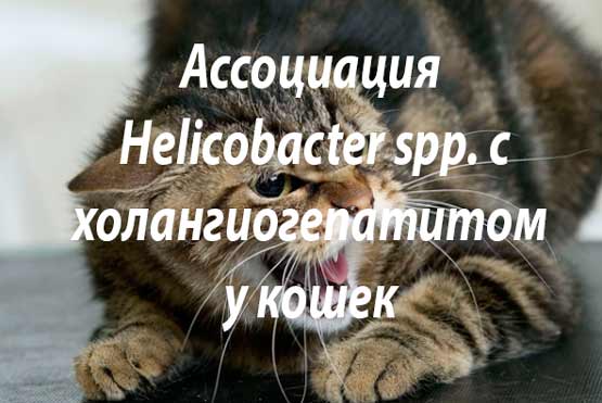 Ассоциация Helicobacter spp. с холангиогепатитом у кошек