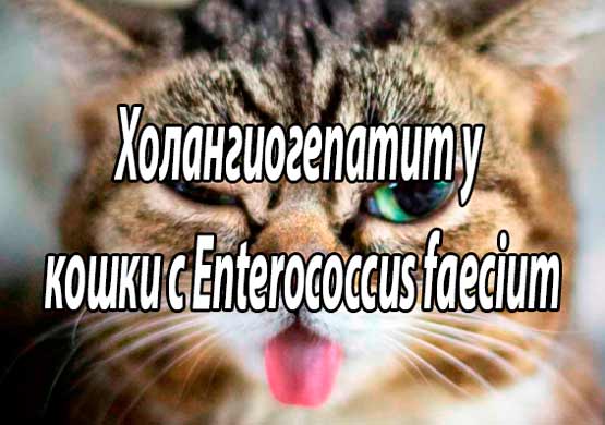 Ванкомицин для лечения множественной лекарственной формы Enterococcus faecium ассоциированного холангиогепатита у кошки