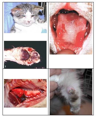 Калицивирусная инфекция кошек (калицивироз, инфицирование калицивирусом): лечение, диагностика, симптомы, профилактика