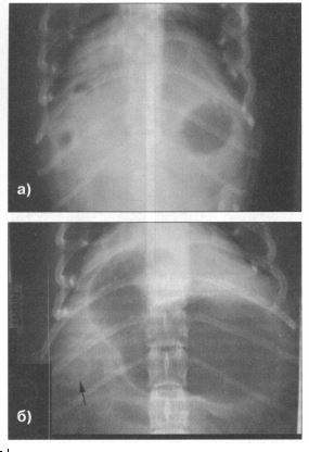 Обзорный рентгеновский снимок и негативный контрастный снимок брюшной полости собаки