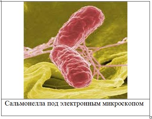 Salmonella spp. у собак и кошек (общие сведения, патогенность)