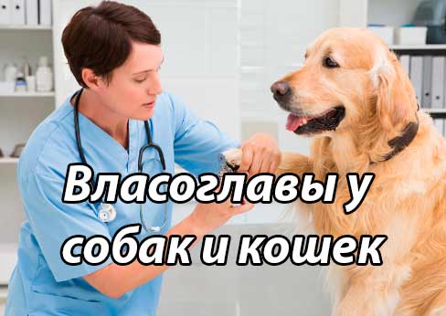 Власоглавы у собак и кошек (общая характеристика, этиология, симптомы, диагноз, лечение)