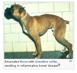 Воспалительное заболевание кишечника  собак