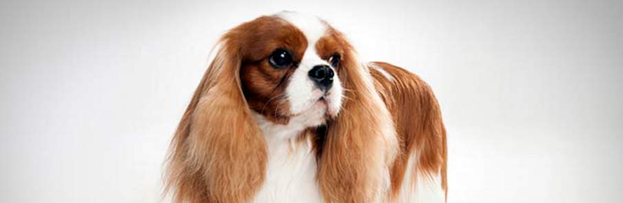 Хроническая дегенеративная болезнь клапанов у собак