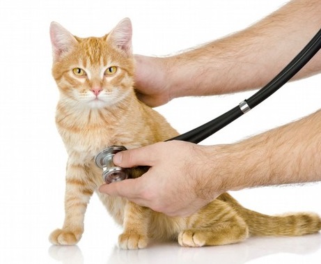 Клинические методы исследования домашних животных
