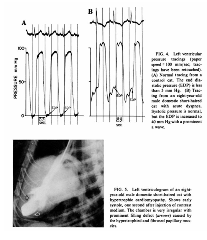 Ангиограмма и кривые давления в ЛЖ у кошек с ГКМП