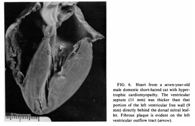 Грубые патологические изменения в сердце кошек с ГКМП