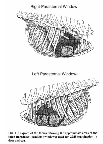 Левая и правая краниальная парастернальная  проекция у собак