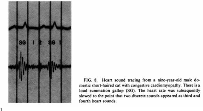 Тоны сердца кошек с застойной кардиомиопатией